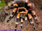 Brachyphelma smithi